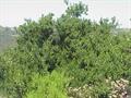 Rhus integrifolia